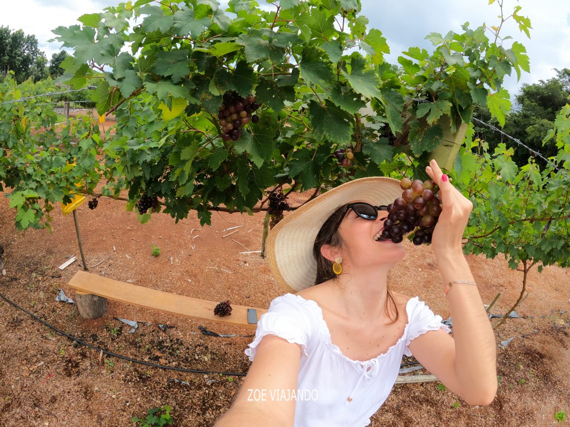 viñedo viveros