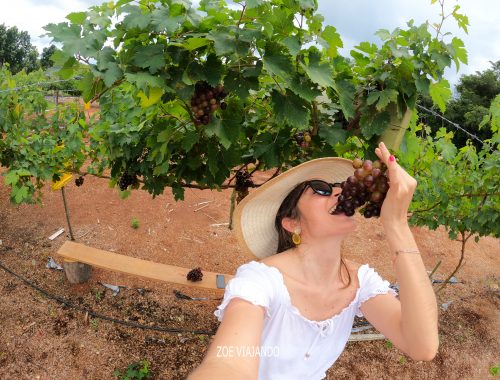 viñedo viveros